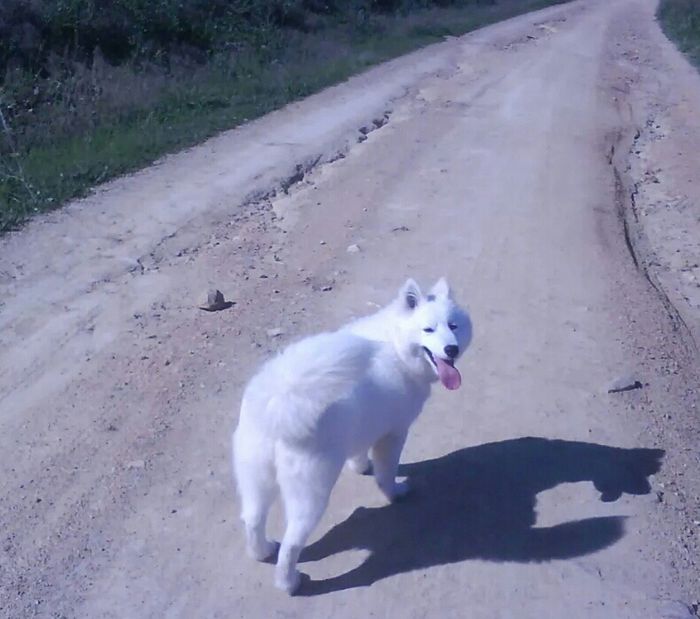 Nuestras mascotas!! - 1