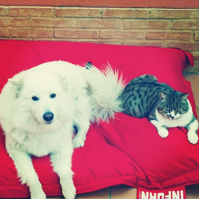 Nuestras mascotas!! - 2
