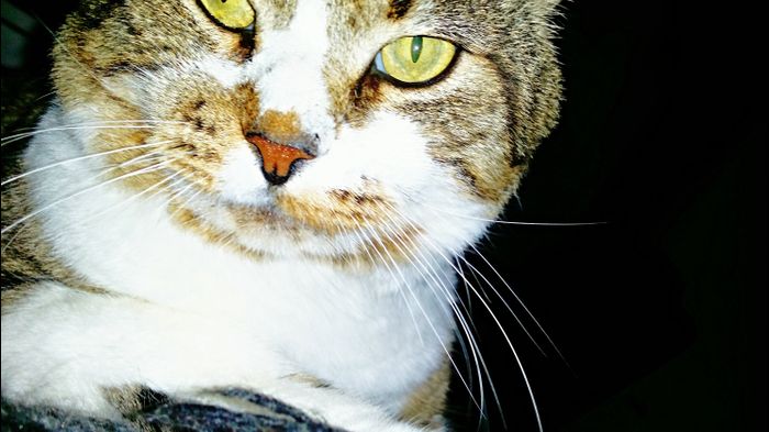 Nuestras mascotas!! - 3