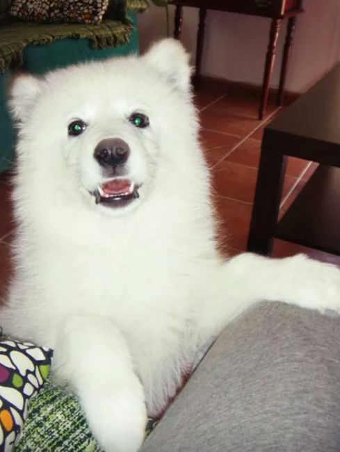 Nuestras mascotas!! - 1