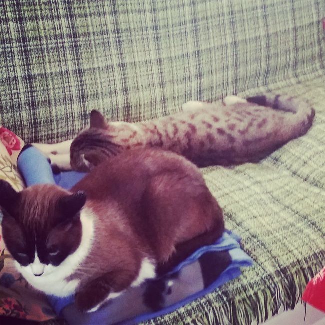Nuestras mascotas!! - 3