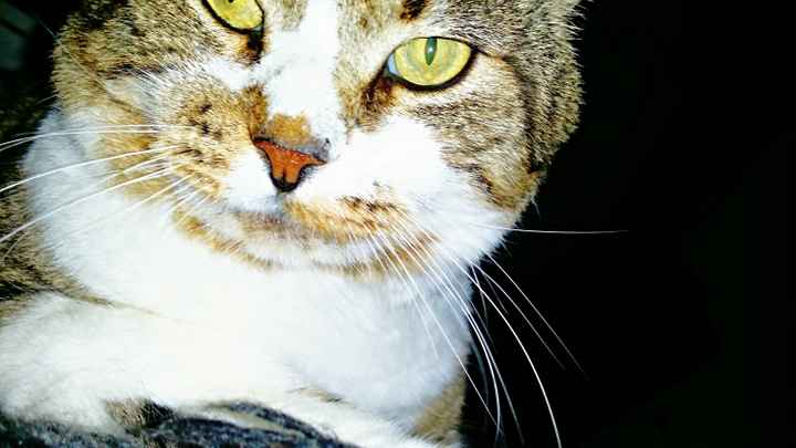 Nuestras mascotas!! - 3