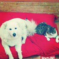 Nuestras mascotas!! - 2