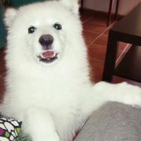 Nuestras mascotas!! - 1
