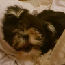Brenda