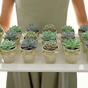 cactus favour 2