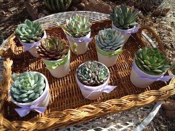 cactus favour 4