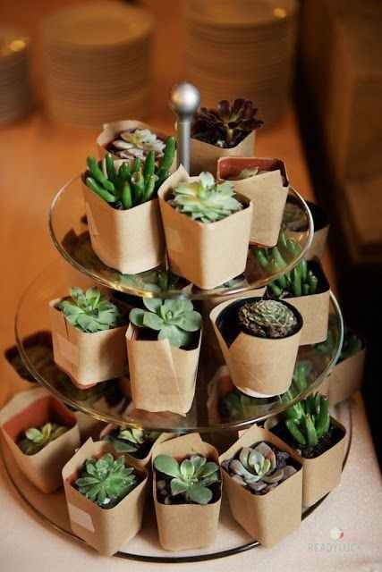 cactus favour 5