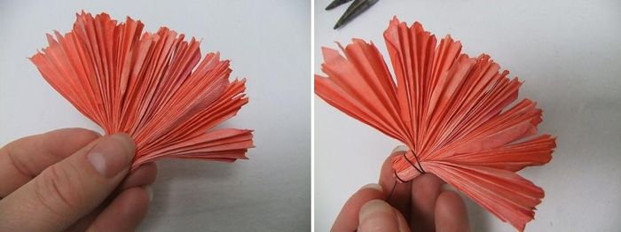 carnation 2