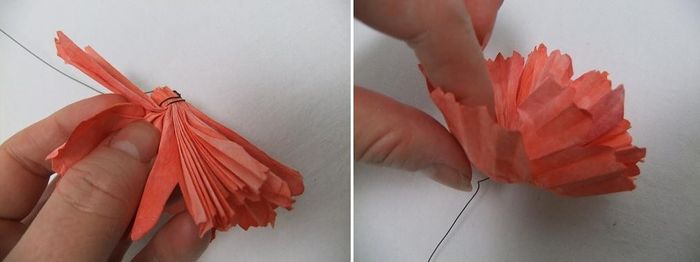 carnation 3