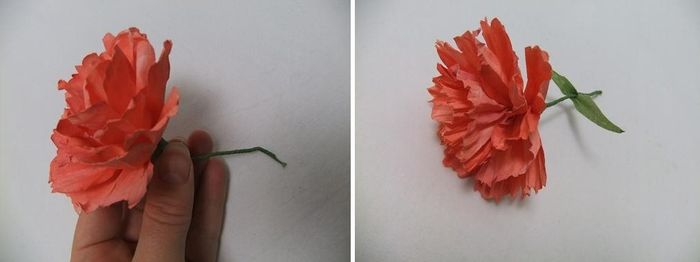 carnation 4
