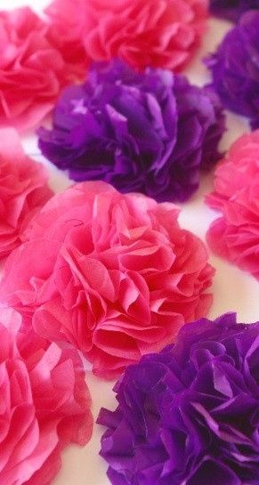 carnation 5