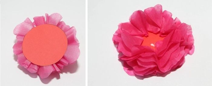 carnation 8