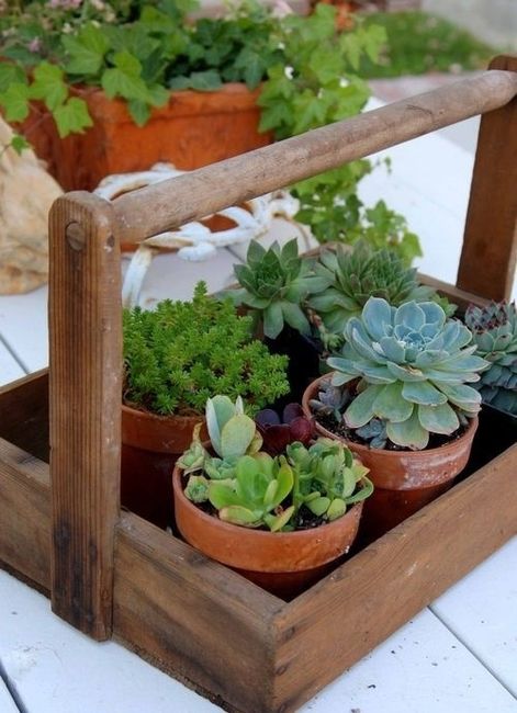 cactus favour 3