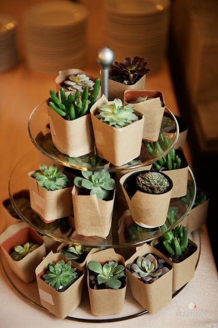 cactus favour 5