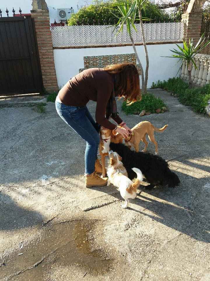  Cuantas quereis que os acompañe vuestro perrihij@!!! - 1