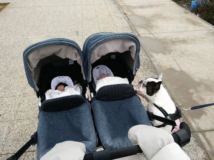Paseo con bebe y dos perros 1