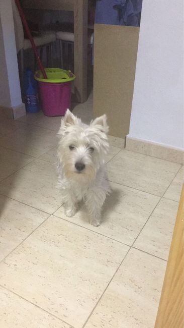  Cuantas quereis que os acompañe vuestro perrihij@!!! - 1