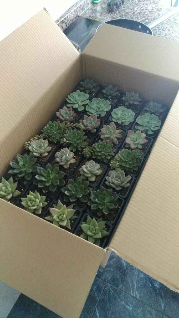 Mini plantitas preciosas! - 1