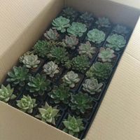 Mini plantitas preciosas! - 1