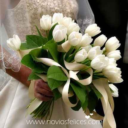tulipanes blancos
