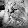 Rebeca