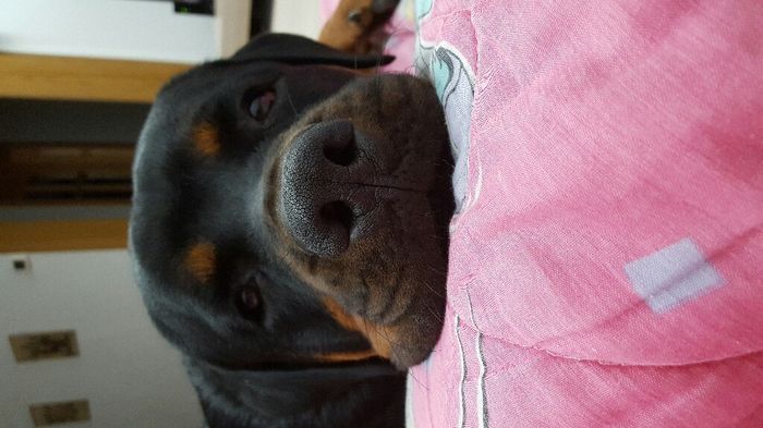No sin mis perros!! - 1
