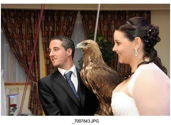 con un aguila real