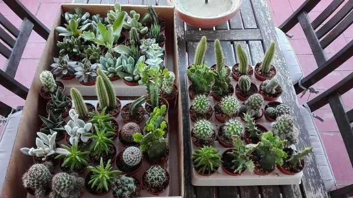 🌵 como detalle para los invitados - 1