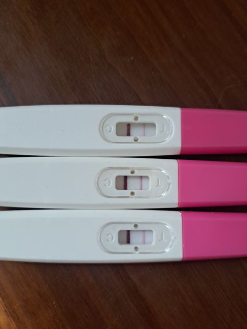 Buscadoras julio 2024 3