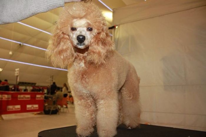 Nuestras mascotas!! - 1
