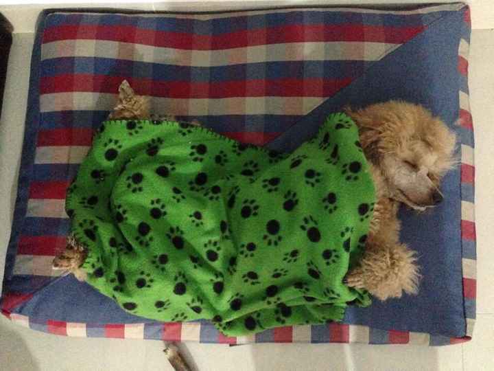 Nuestras mascotas!! - 2
