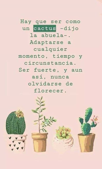 Cactus como regalo 1