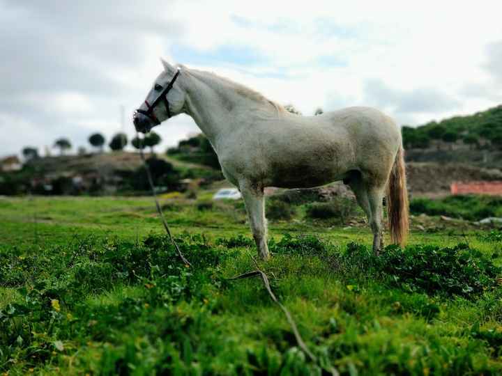 Bodas a caballo! 🐎 - 1