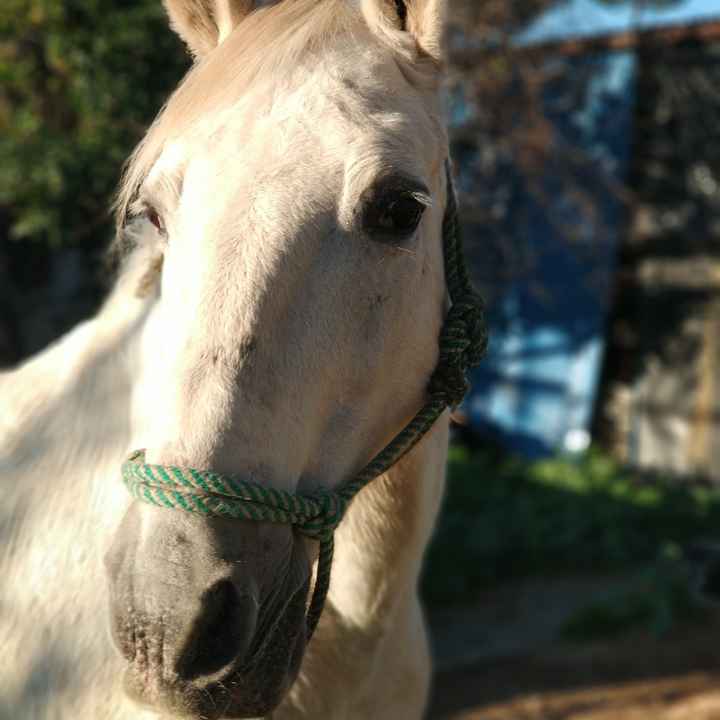 Preboda a caballo 🐎 - 1