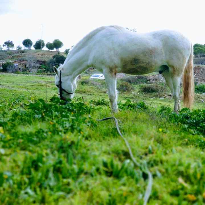 Preboda a caballo 🐎 - 1