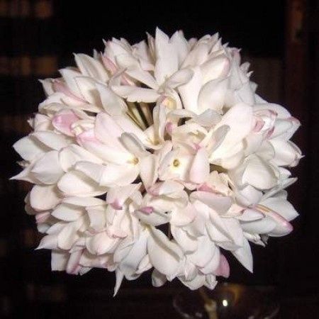 Biznaga