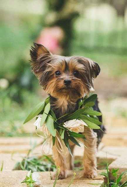 Mascotas en las bodas - 2