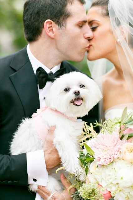 Mascotas en las bodas - 4