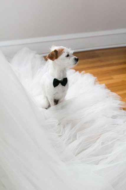 Mascotas en las bodas - 7