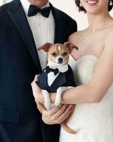 Mascotas en las bodas - 12