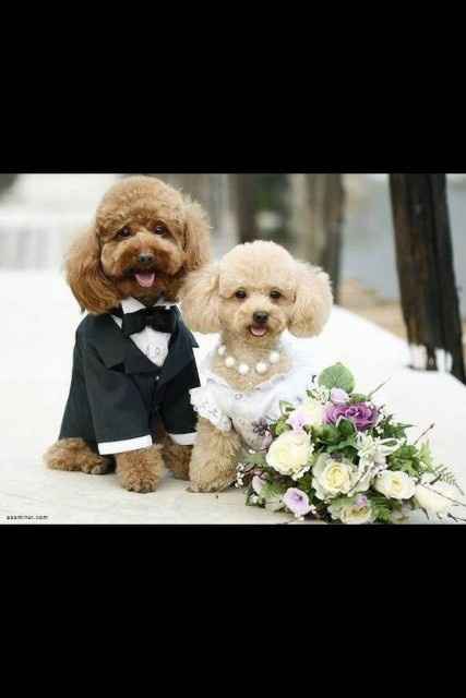 Mascotas en las bodas - 17
