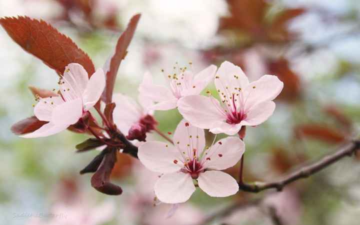 Flor de cerezo (Sakura)