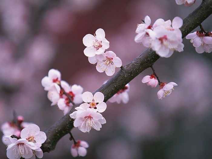 Flor de cerezo (Sakura)