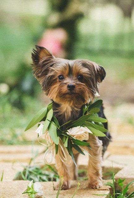Mascotas en las bodas - 2