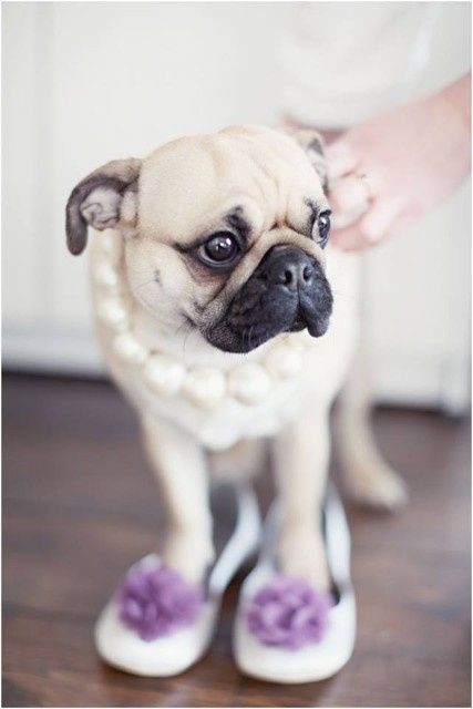 Mascotas en las bodas - 3