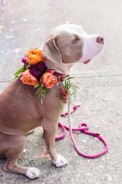 Mascotas en las bodas - 5
