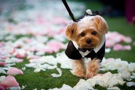 Mascotas en las bodas - 8