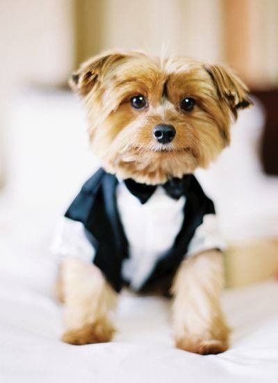 Mascotas en las bodas - 9