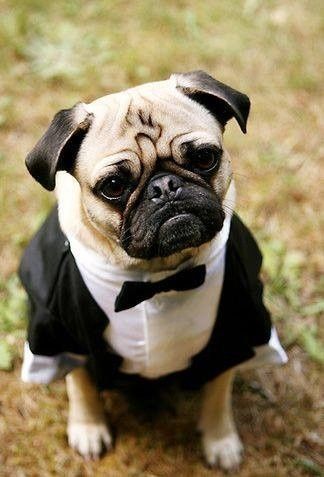 Mascotas en las bodas - 15